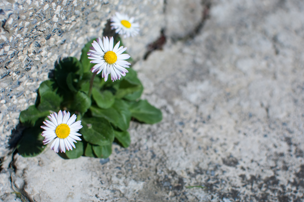 daisies in concrete