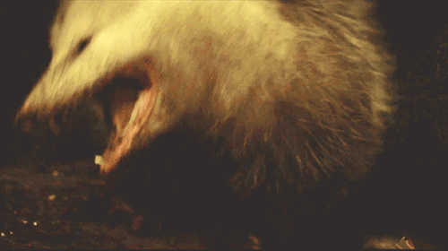 possum giphy (14)