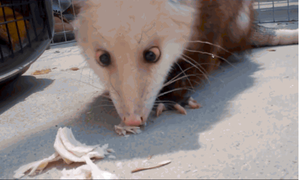possum giphy (15)