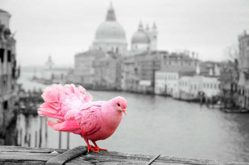 pink pigeon shutterstock_259257929